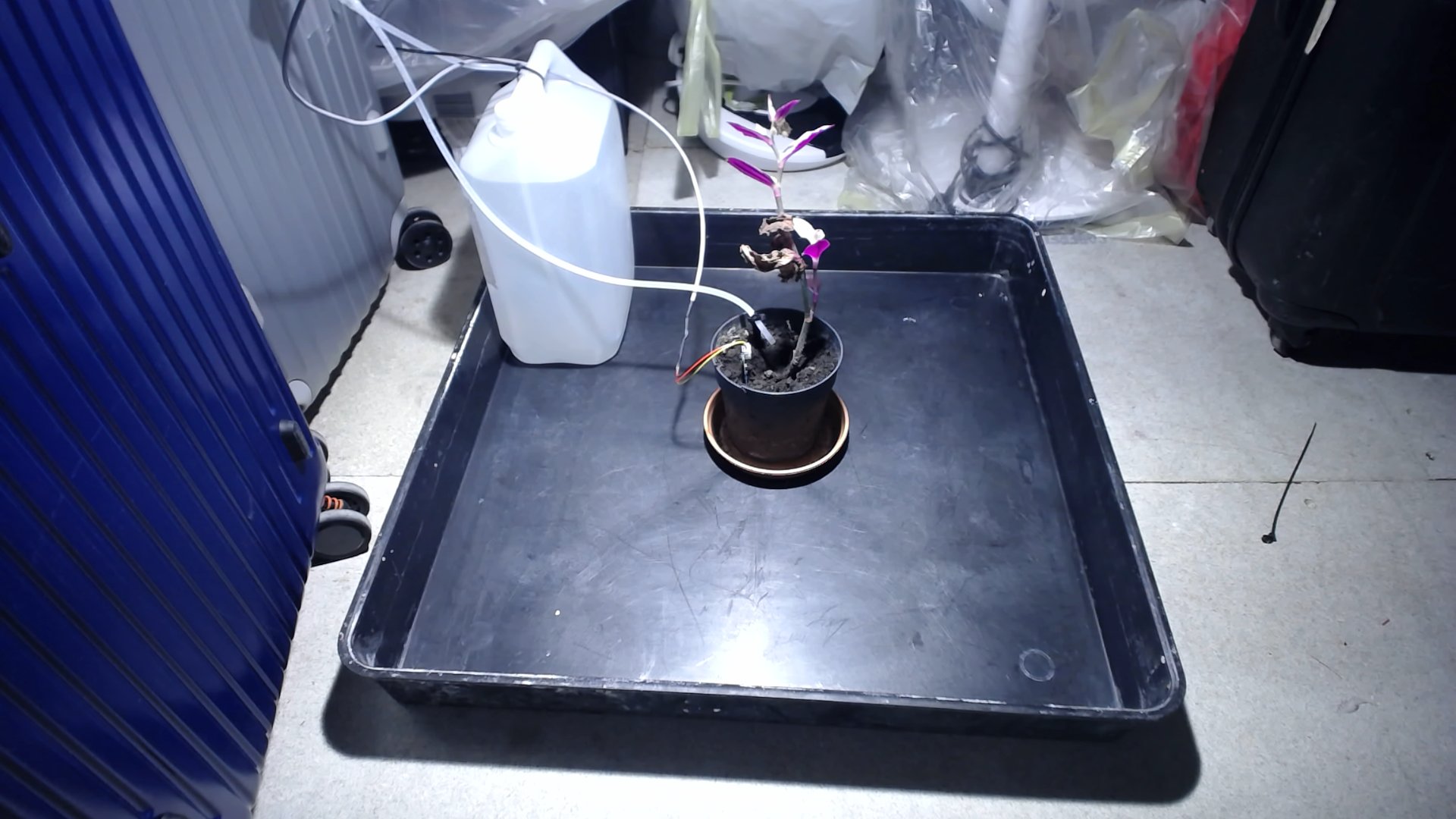 Plant photo from 2025-10-24T10:16:36.151989+00:00
