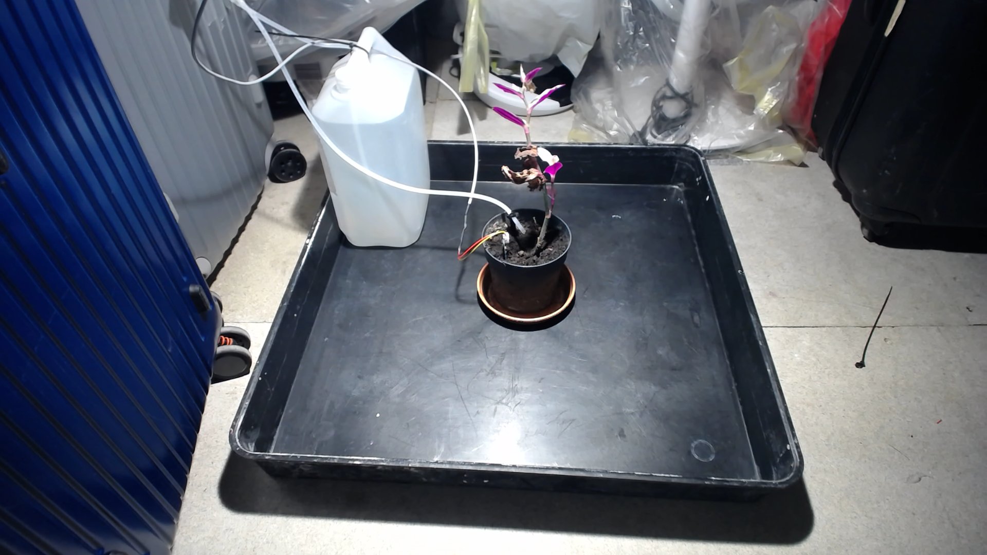 Plant photo from 2025-10-24T12:35:54.245023+00:00