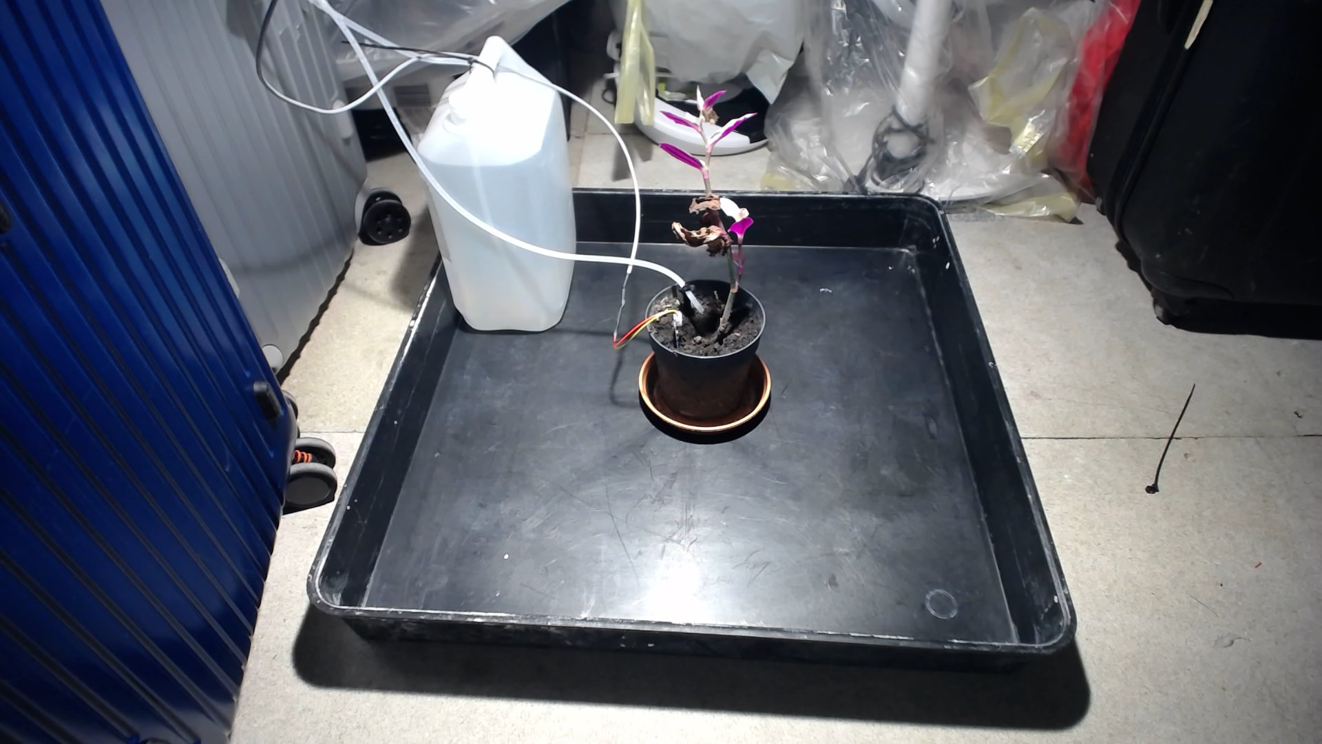 Plant photo from 2025-10-24T12:47:23.202726+00:00