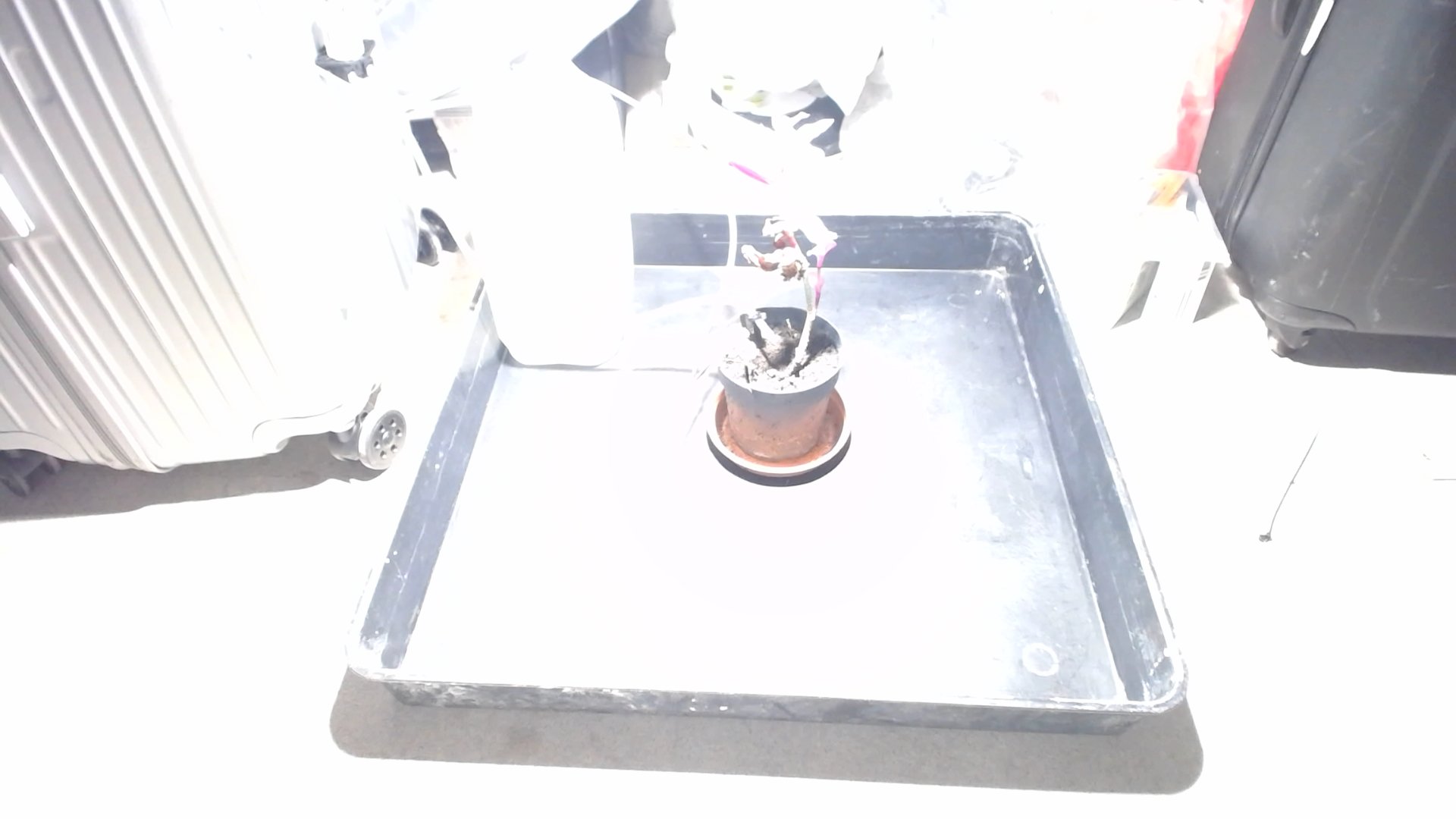 Plant photo from 2025-10-28T09:19:42.053373+00:00