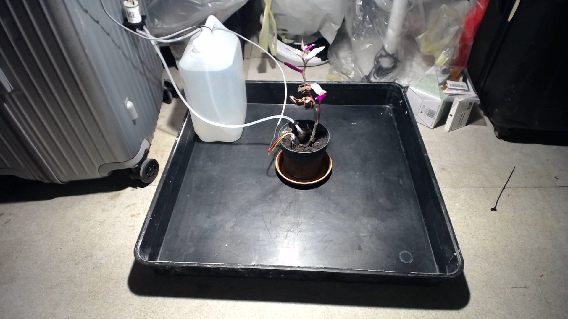 Plant photo from 2025-10-28T10:06:23.455039+00:00